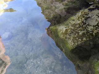 Da, ist ein Octopus