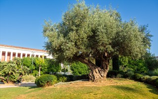 Fetter Baum