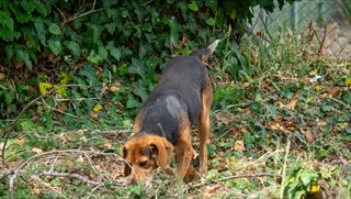 Jagdhund