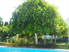 Riesen Organgenbaum