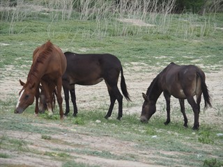 Tierfoto