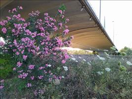 Blumenquatsch unter der Autobahn